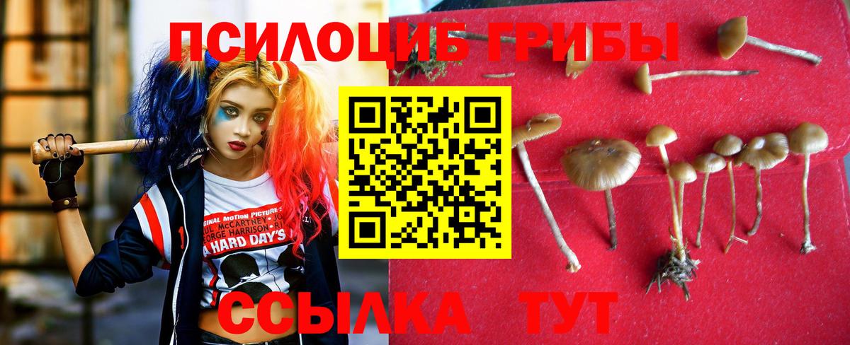 где найти   Галлюциногенные грибы прущие грибы  Астрахань  Вход с VPN  Галлюциногенные грибы мицелий 